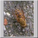 Thereva nobilitata - Stilettfliege w01.jpg